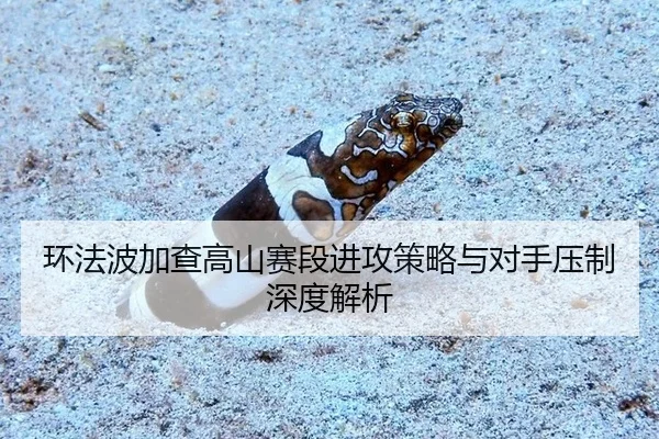 环法波加查高山赛段进攻策略与对手压制深度解析