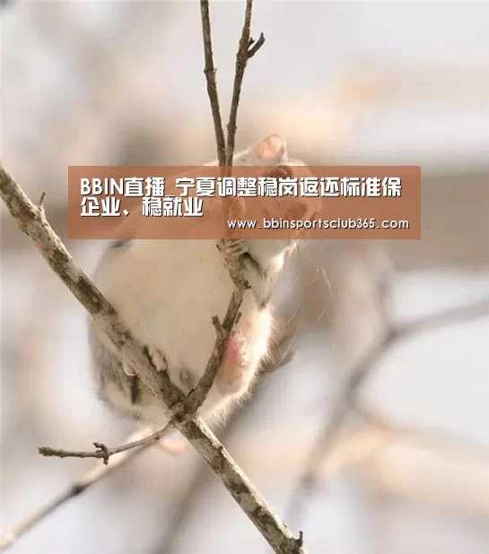 BBIN直播